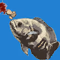 APE BAIT