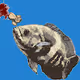 APE BAIT