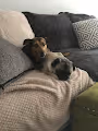 Dogs Love Story
