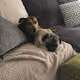 Dogs Love Story