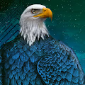 The Bald Eagle Collection