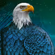 The Bald Eagle Collection