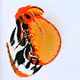 AAI Farty's Gallery