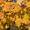 Glass Leaves