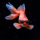 Adopt a Forever Fish