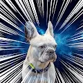 MetaRex Collection / Doggy