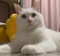 babycat-Z