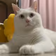 babycat-Z