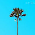 PALM MCMS NFT