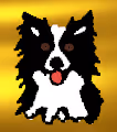 Broader Border Collie Boarder House