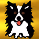 Broader Border Collie Boarder House