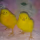 Fluffy chicks