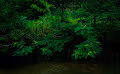 Planet Ever Green