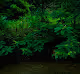 Planet Ever Green