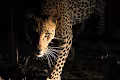 Time for Africa