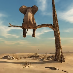 The Bored Elephant Club - V1