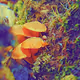 Macro Shroomz Abstract Photography