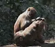 Monkey Picking Lice from Ass Club
