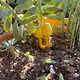 Nature plants fungi