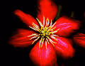 NDH Photography