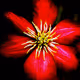 NDH Photography