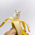 Everyone loves cats