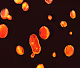 The precious eggs
