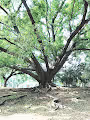 Perceptions of nature