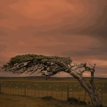 Patagonian Tree