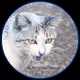 Schroedinger's Coin by EmileNoir