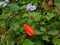 BirdsInsideFlowers01-01