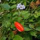 BirdsInsideFlowers01-01