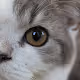 im a cat.