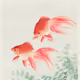 Golg Fish