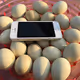 Phone & eggs