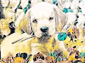 Puppheyz