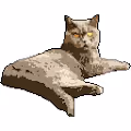 DANGGUI-CAT