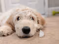 Mocha the Goldendoodle