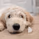 Mocha the Goldendoodle