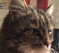 Majic Cat
