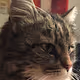 Majic Cat