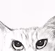 Angry pussy cat