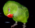 Mithu Mia