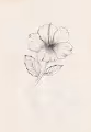 Flower from the Garden