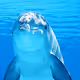 socutecutedolphin