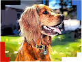 The Good Boy Bailey Collection