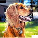 The Good Boy Bailey Collection