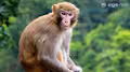apemonkeyy
