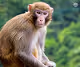 apemonkeyy