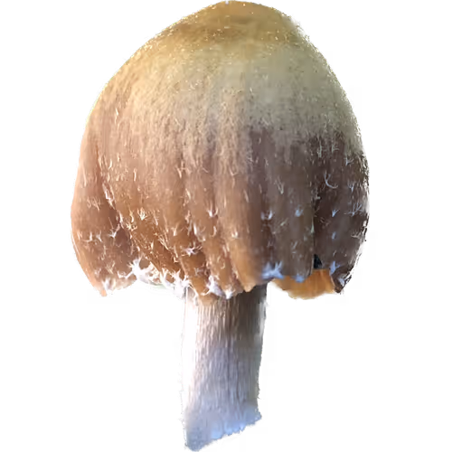Mycelium Dreams